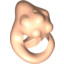 Bib Fortuna Head