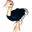 Ostrich